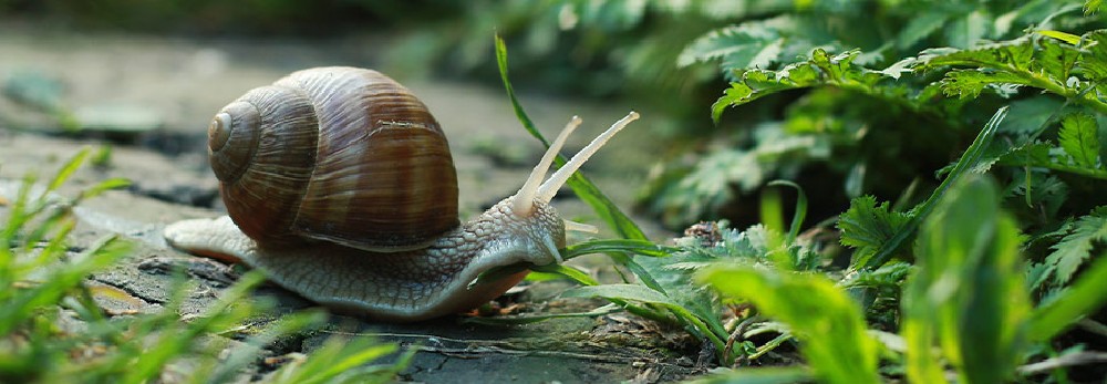 Schnecke kriecht über Waldboden